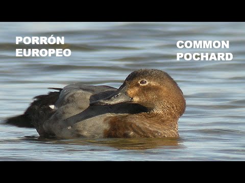 PORRÓN EUROPEO | POCHARD | Aythya ferina