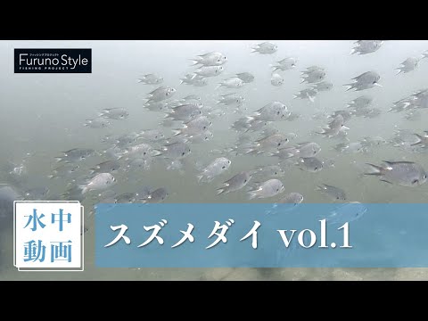 スズメダイ vol.1
