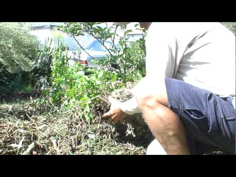 How to Plant Potatoes-Food Not Lawn Style