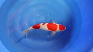 video van Yondan Kohaku KO-V23-0299