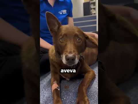 Come mai questo cane ha i bottoni sulle orecchie