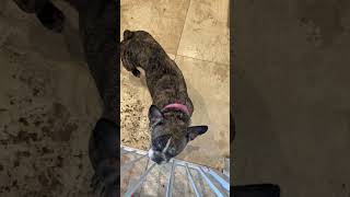 Video preview image #1 French Bulldog Puppy For Sale in Boca Raton, FL, USA