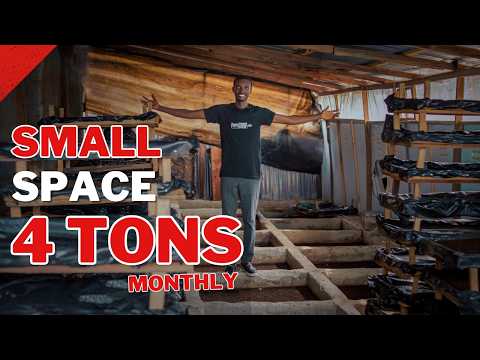 How I Turned a Small Space Into a 4-Ton BSF Farm Every Month | Mack Diasa Farms