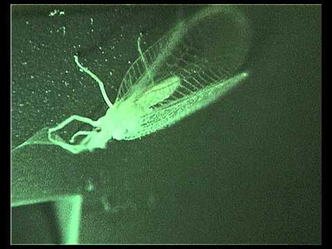 Digital Mind Terror (D.M.T) - Life Drainer