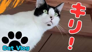 【CatsVlog】猫部屋掃除から逃げて鴨居猫 #猫動画 #可愛い猫 #保護猫