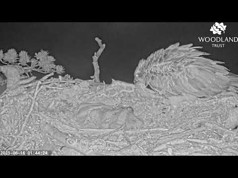 Dorcha does a one legged wing stretch while the Loch Arkaig Osprey chicks fidget 16 Jun 2025