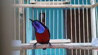 Download lagu Konin kolibri ninja gacor dada merah(damer) buka paruh ngotot ngalas mp3