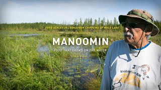Manoomin: Food That Grows on the Water | The Ways