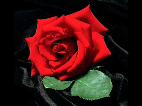 All I Need - Cayrawn