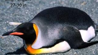 Penguin Species Encyclopedia