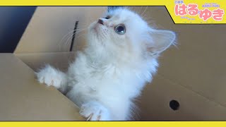 初めて車に乗った子猫の予想外の反応がこちら【召喚獣はるとゆき】