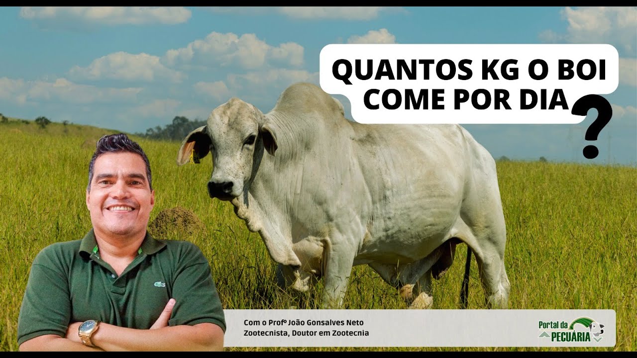 Quantos kg de alimento um boi come dia?