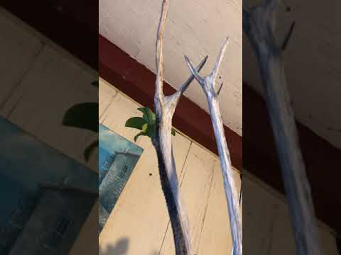 Ligustrum bonsai 12-15-2020