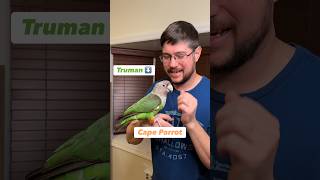 Truman the Cape parrot will meet Kody #staytuned #birds