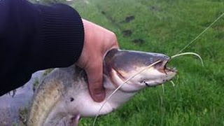 Ловля сома на платных водоемах