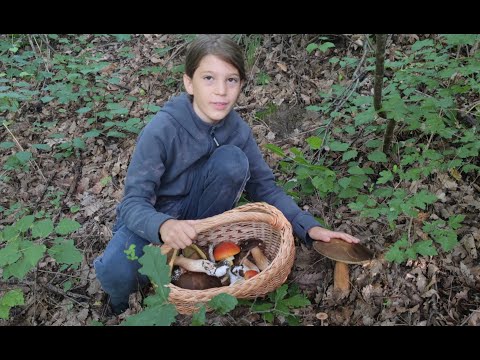 Amanita caesarea & Boletus aereus  6. 8. 2022.