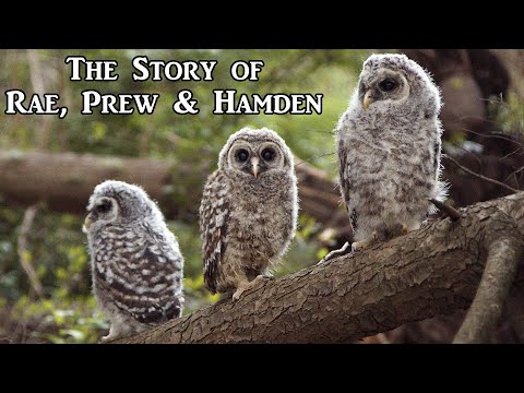 3 Baby Owls Rescued, Rehabbed and Released - A Heartwarming Story!