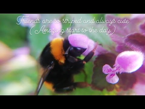 Together with a beautiful and furry friend (bee pollen collection in the early morning)