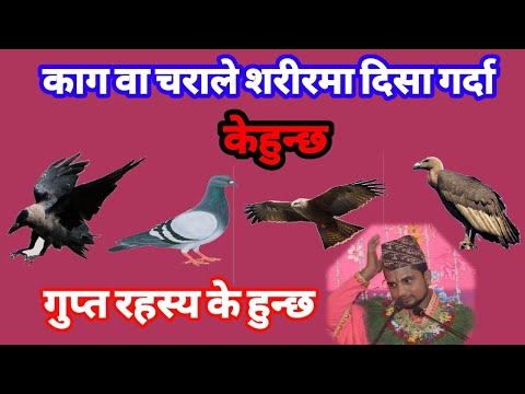 काग ले शरीरमा दिसा गर्नु,उडेकाे चराले शरीरमा दिसा गराे के हुन्छ, के गर्ने ,के नगर्ने, गुप्त रहस्य