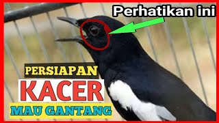 Download lagu mengkondisikan kacer sebelum lomba mp3 Download lagu mengkondisikan kacer sebelum lomba mp3