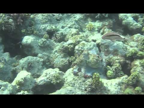 Показательные Выступления Осьминога