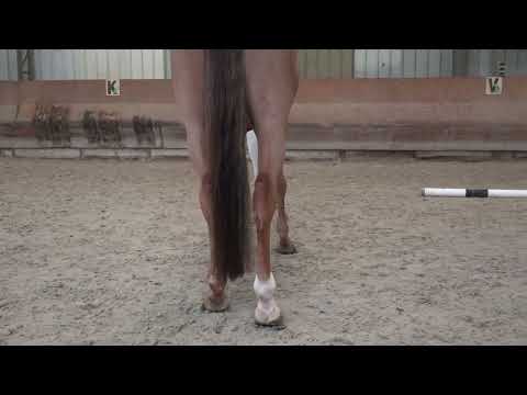 JARDY DU FLEURY  APLOMBS