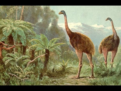 エナラグマについて詳しく解説