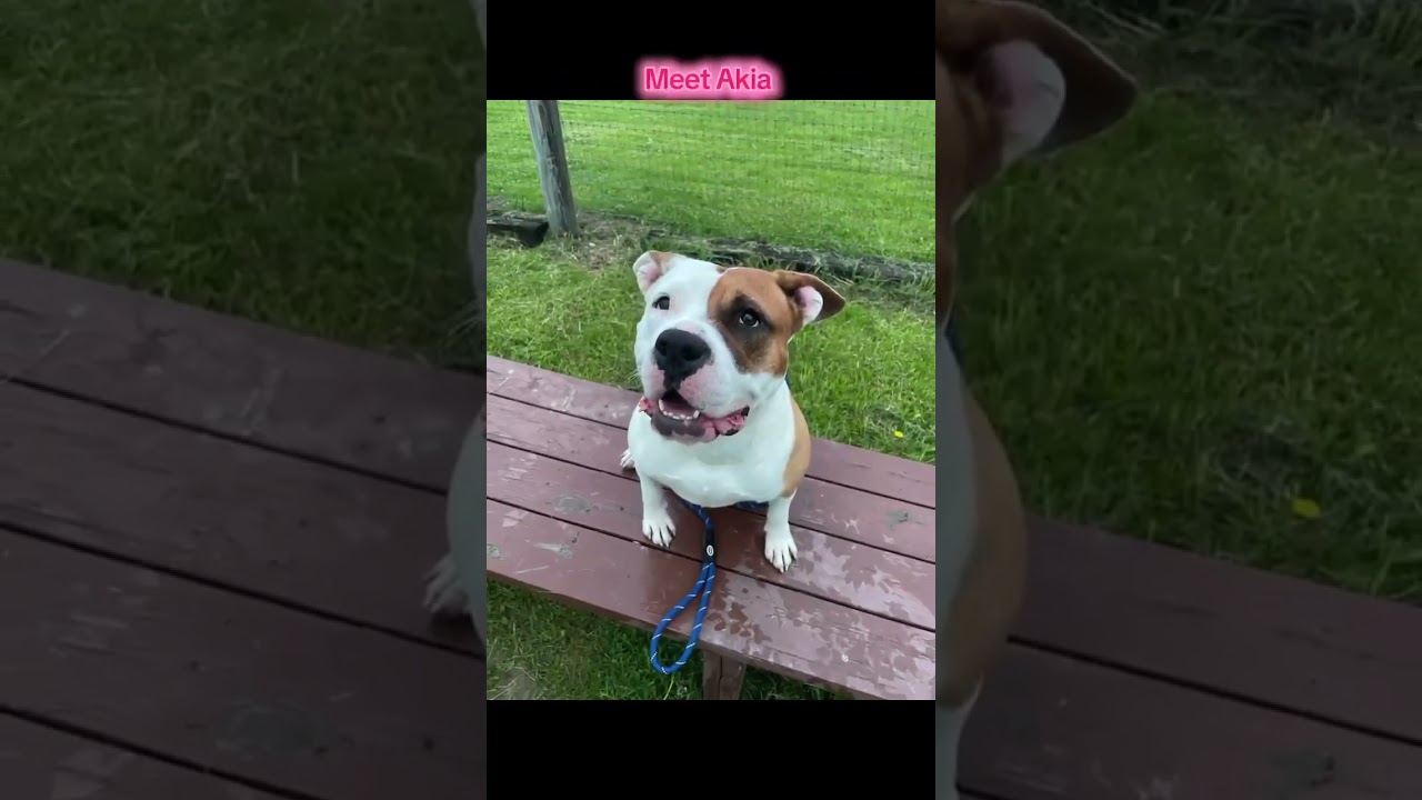 Enlarge Akia, a Adoptable Mixed Breed in Plain City, OH video 3/6