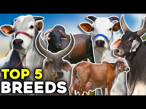 5 most important Zebu breeds in the world
