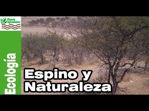 La DINÁMICA del ESPINO 🌳 en la naturaleza