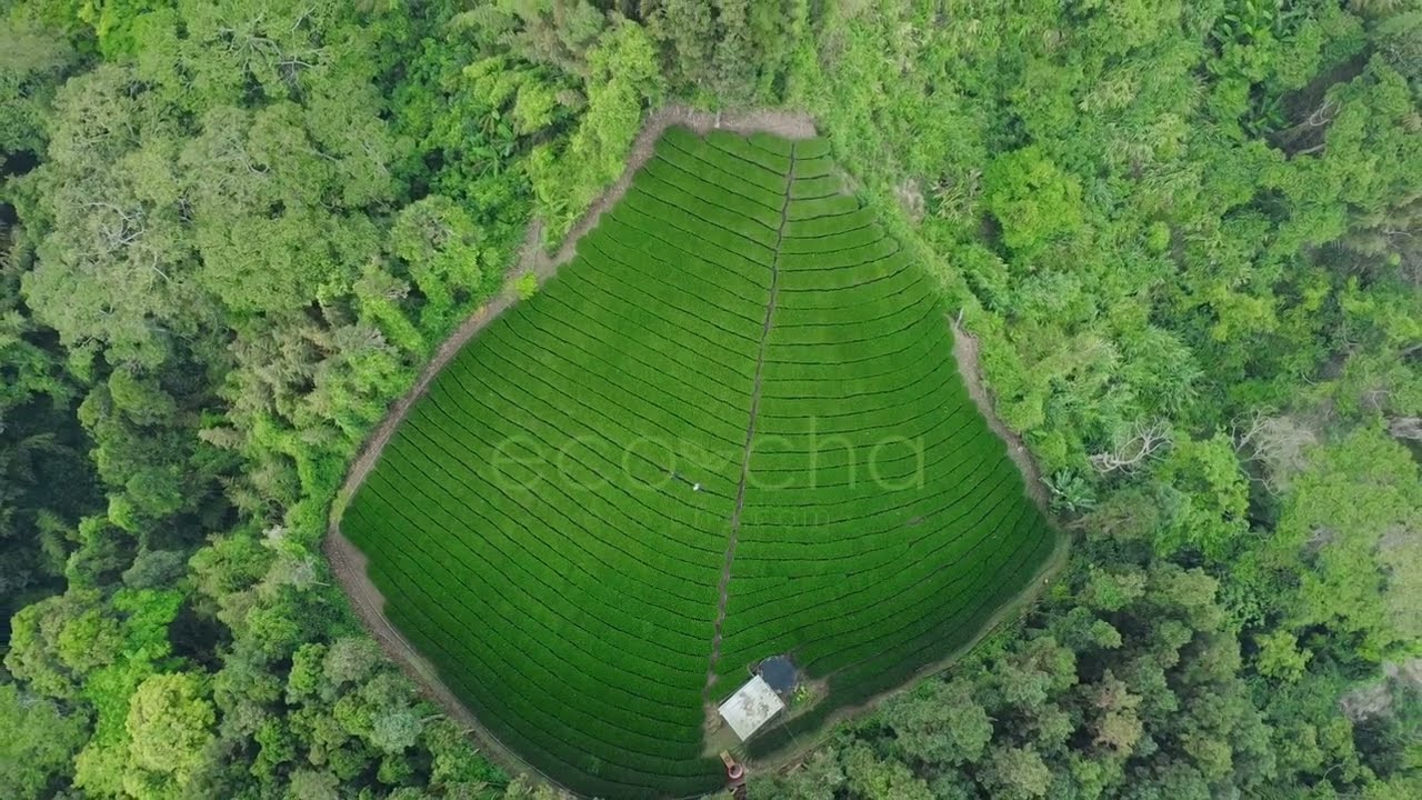 From Field to Cup: The Art of Picking and Processing Taiwanese Tea Leaves | Eco-Cha Teas