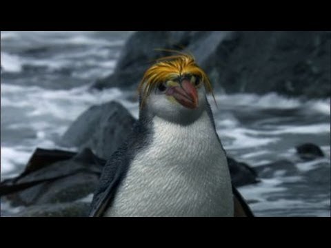download lagu mp3 mp4 Pingwings, download lagu Pingwings gratis, unduh video klip Pingwings