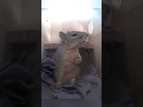 Squirrel gets scared of lighting strike 🥺