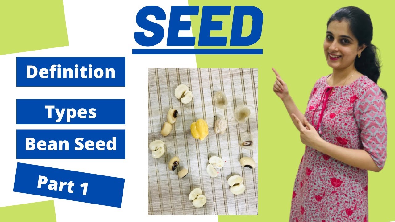 Seeds: Structure and Germination Class 9 ICSE Biology Chapter 6 Part 1| Live Example, Types of Seeds
