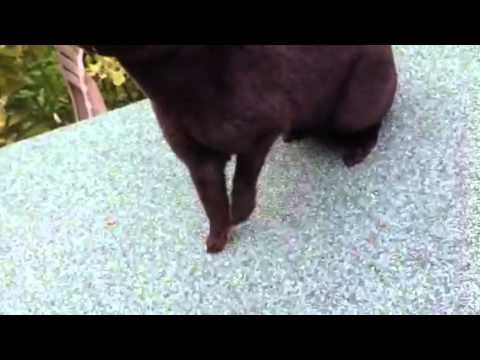 Dagens tips - träna din kanin