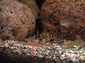 Peckoltia vittata Peckoltia vittata