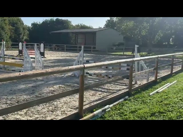 Jument SF originel de 5 ans - CSO