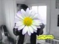 Beavis Butthead Ween Push Th Little Daisies