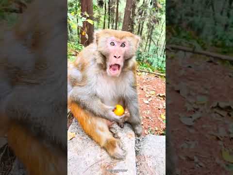 Monkeys are hilarious when they get angry. #foryou #funny #animals