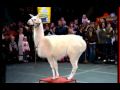 Ringling Brothers Alpacas Llamas Goats And Zebras