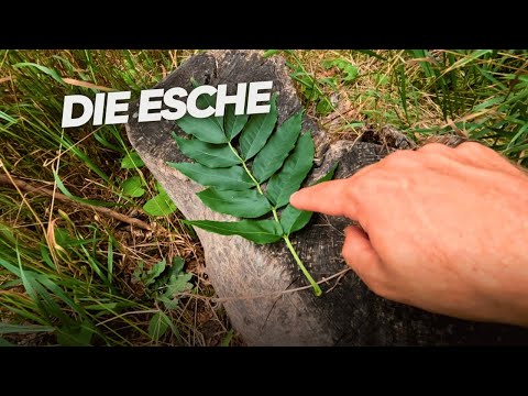 Ash and ash dieback presented by the forester (Fraxinus excelsior) - Tree species basics