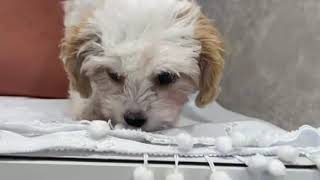 ハーフ犬の動画01