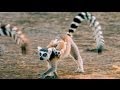 Exploring the 'Island of Lemurs: Madagascar'