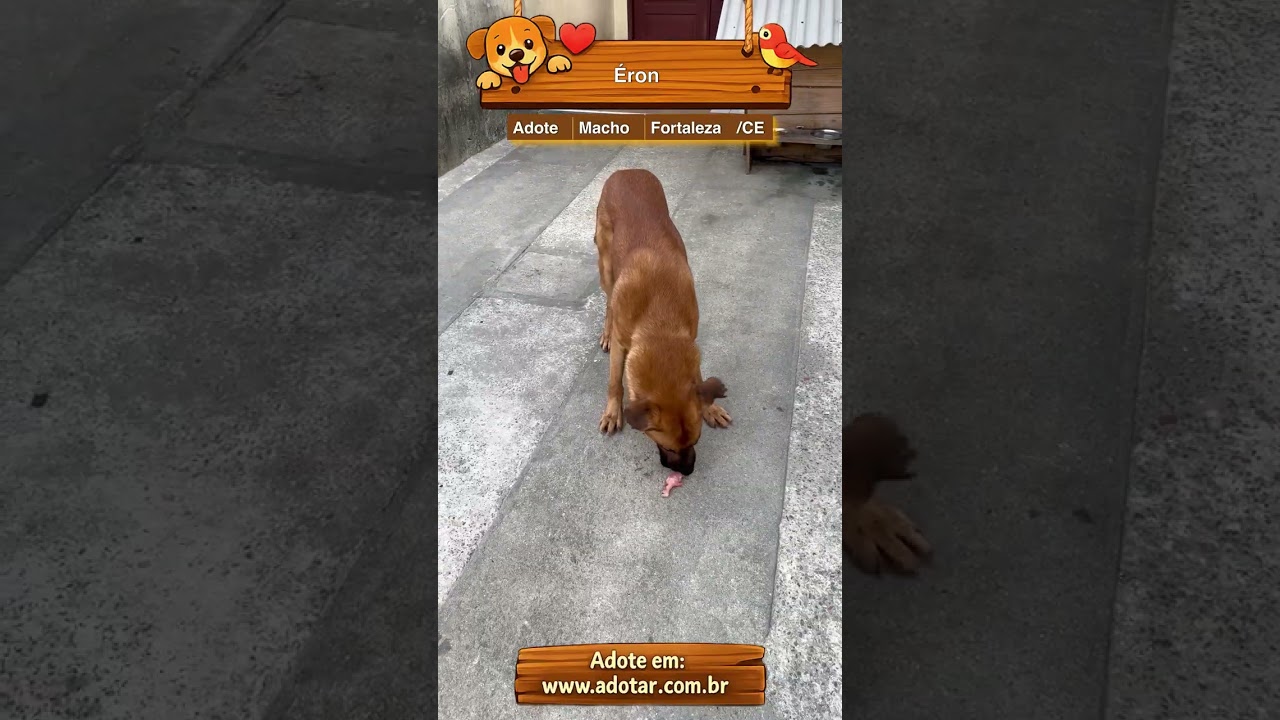Cachorro raça Pastor Alemão idade 1 ano nome Éron