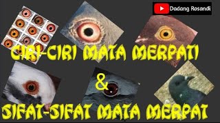 Download lagu GOOD PIGEON EYES & CHARACTERISTICS #Under-Flying Pigeons #Racing Pigeons #Domestic Pigeons mp3