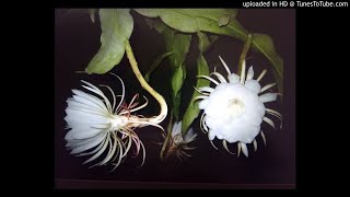 Download lagu Maintrininno sangu naka nav ghyayala-Saroj Velingkar-Comp Manamohan  Natoo- mp3