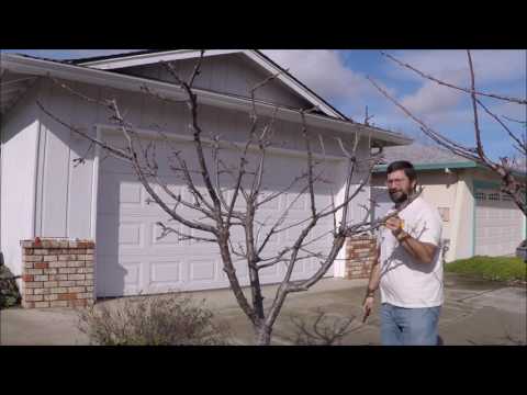 download lagu mp3 mp4 Mature Cherry Tree For Sale, download lagu Mature Cherry Tree For Sale gratis, unduh video klip Mature Cherry Tree For Sale