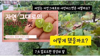 씨있는 자연그대로의 샤인머스켓 수확