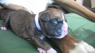Amazing Puppy Birth (Part 3)