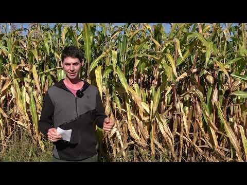 Pflanzenbau Aktuell - Maiswurzelbohrer ein Schädling der uns beschäftigt